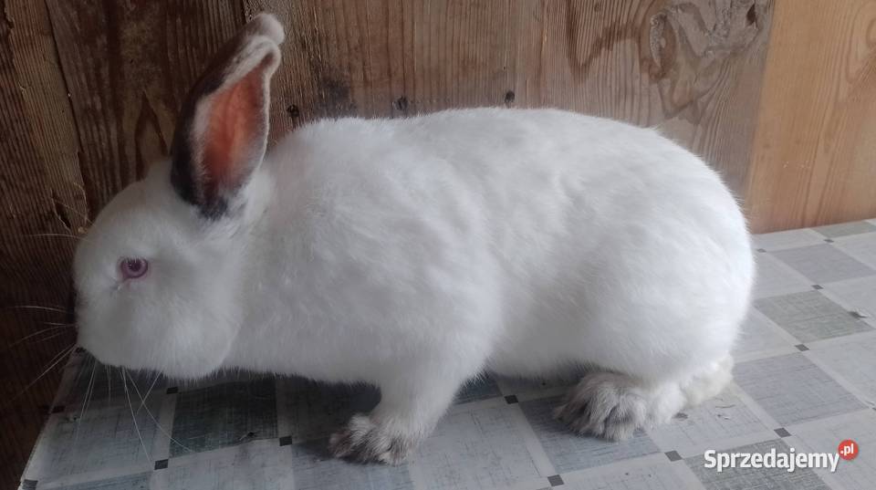 Samiec Kalifornia waga ok 35 Czarzyzna sprzedam