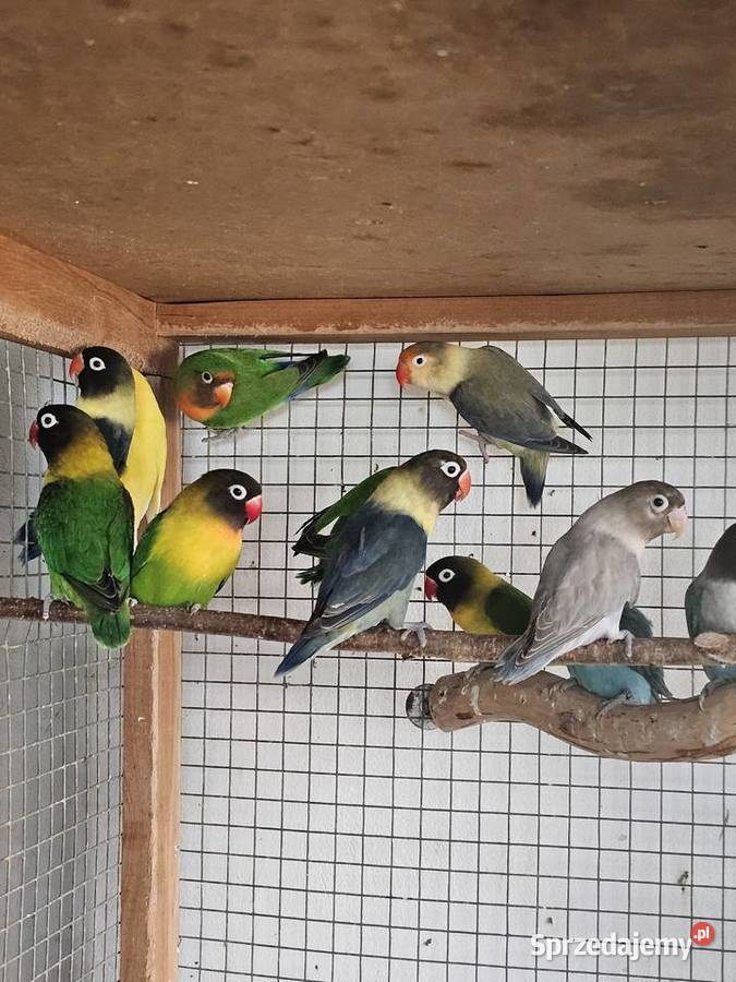 Papugi Faliste Września