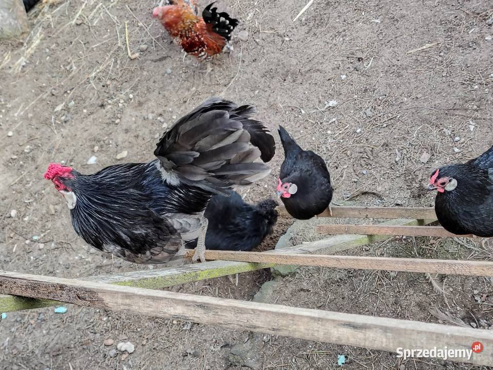 Bandamki śląskie Myszków