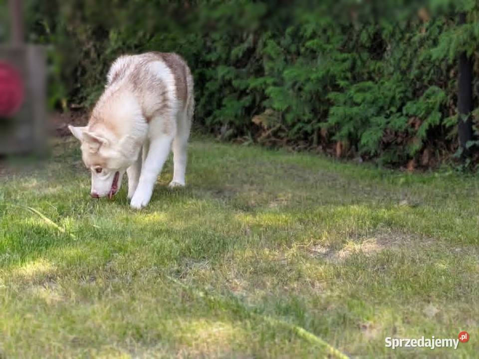 Siberian husky boy 4 miesięczny Racibórz