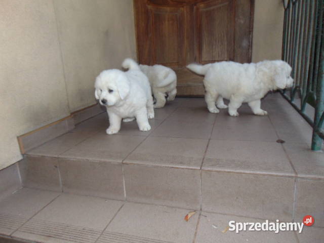 owczarek podhalański Wawrzeńczyce sprzedam