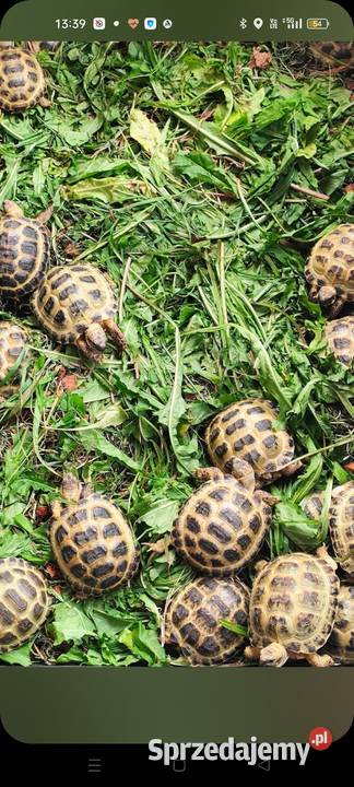 Żółw Lądowy Olsztyn Grecki Cites