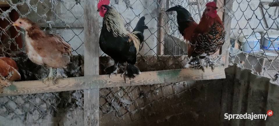 Sprzedam koguuty Tokarówka