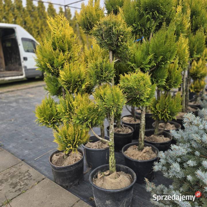 Thuja Yellow Ribbon 140 160 PRODUCENT Iglaste łódzkie Rydzyny sprzedam