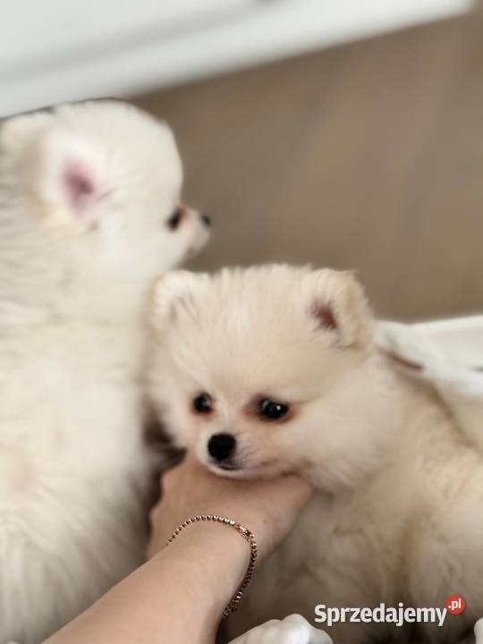 Szczeniaki rasy Szpic miniaturowy śląskie Katowice
