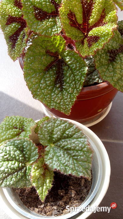Cylindropuntia subulata sukulent ten i inne Białystok