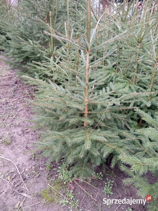 Sadzonki jodły pospolitej i świerka 44 Bełżyce