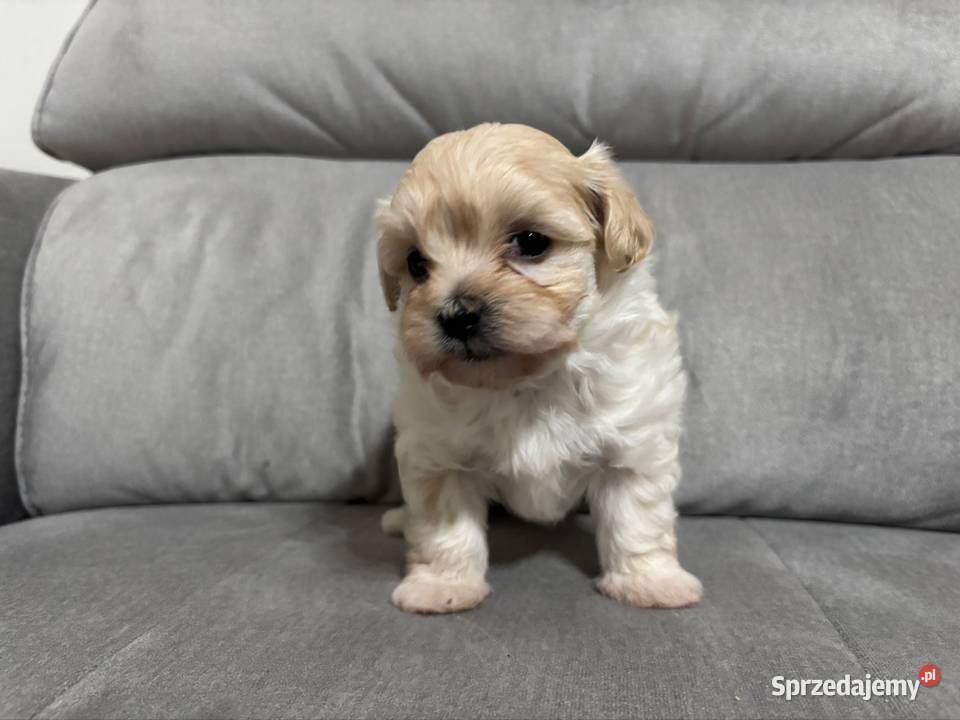 Maltipoo Suczka Pozostałe Zawiercie