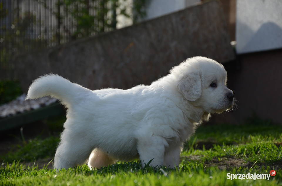 Polski Owczarek Podhalański ZKwPFCI Kaźmierz