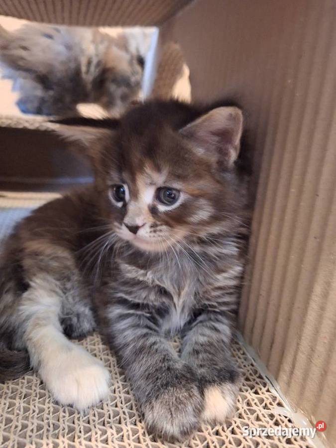 Kotek main coon z rodowodem Maine Coon