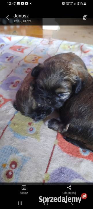 Zwierzęta Częstochowa sprzedam