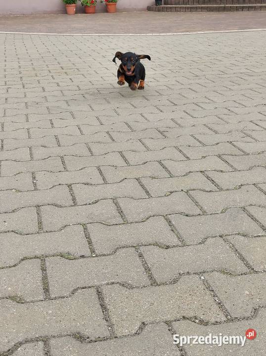 jamniki szczeniaki krótkowłose łódzkie Cieszanowice