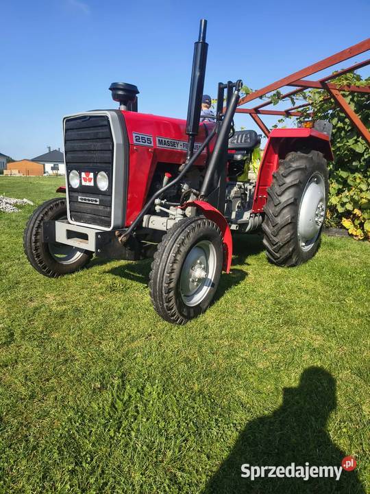 Sprzedam Massey Ferguson 255 Golice