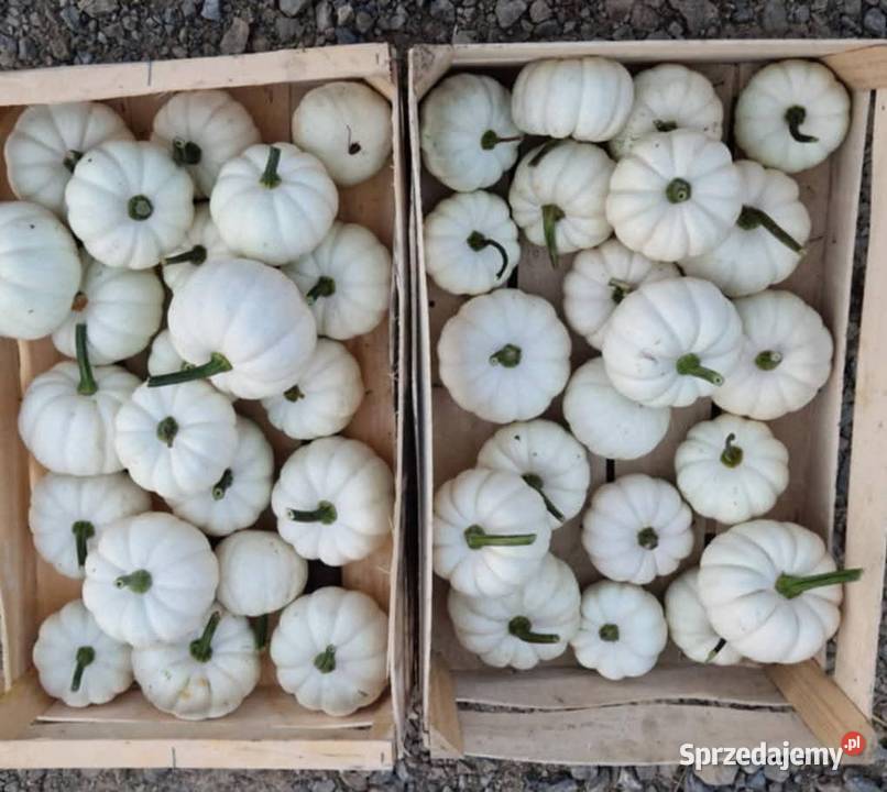 Dynia jadalna ozdobna hokkaido baby boo lubelskie Dzierzkowice-Podwody