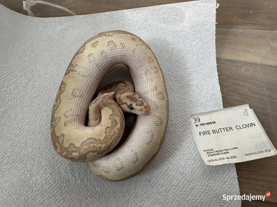 Python Królewski Regiusy młode z 2026r Gady i płazy