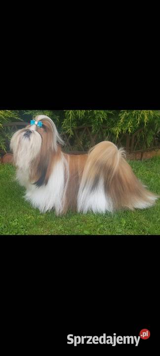 ShihTzu sunia Mokrsko