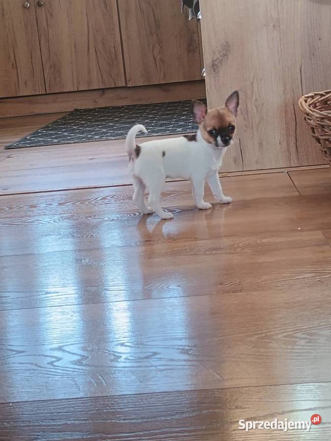 Chihuahua XS chłopiec Diament Kleszczów
