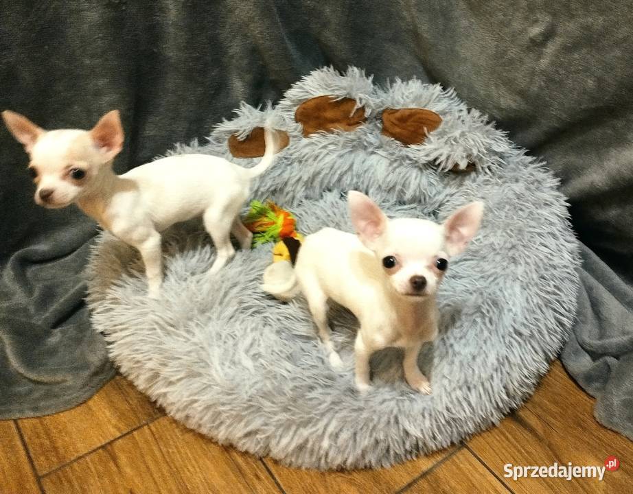 Chihuahua suczka Czechowice-Dziedzice