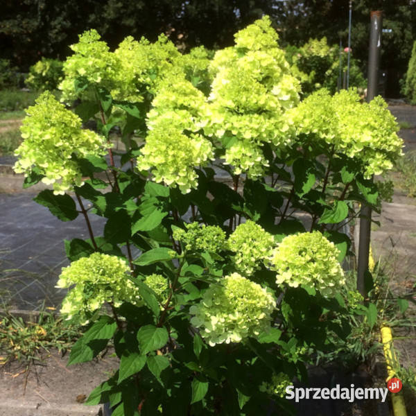 HORTENSJA BUKIETOWA Mojito sadzonki w doniczkach kujawsko-pomorskie Ustronie