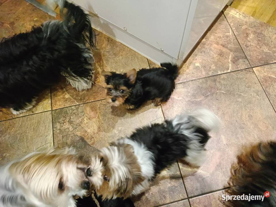 Yorki Terriery Biwerki tricolor