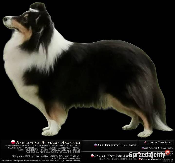 Owczarek szetlandzki szczenię na sprzedaż Mysłowice