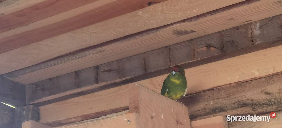 Sprzedam papugi faliste modrolotki wielkopolskie