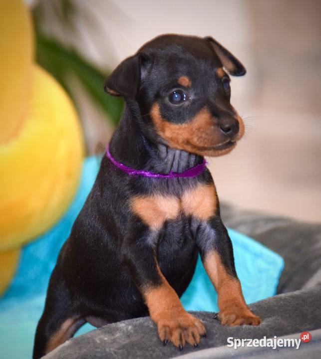 Pinczer miniaturowy Zkwp Łochów