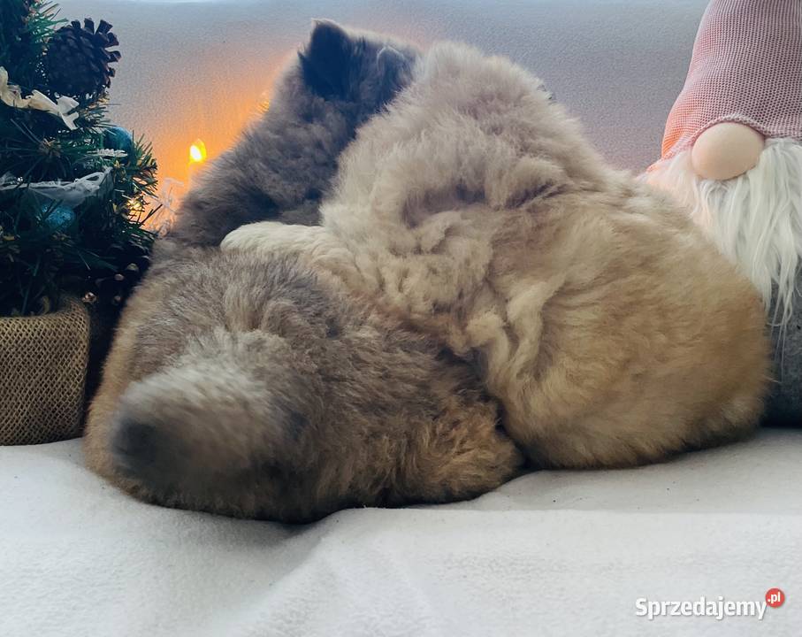 Przeurocza suczka Chow chow Łomża
