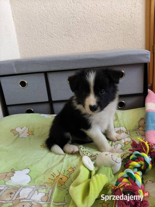 Szczeniak Border Collie ZKwP FCI Kolonowskie