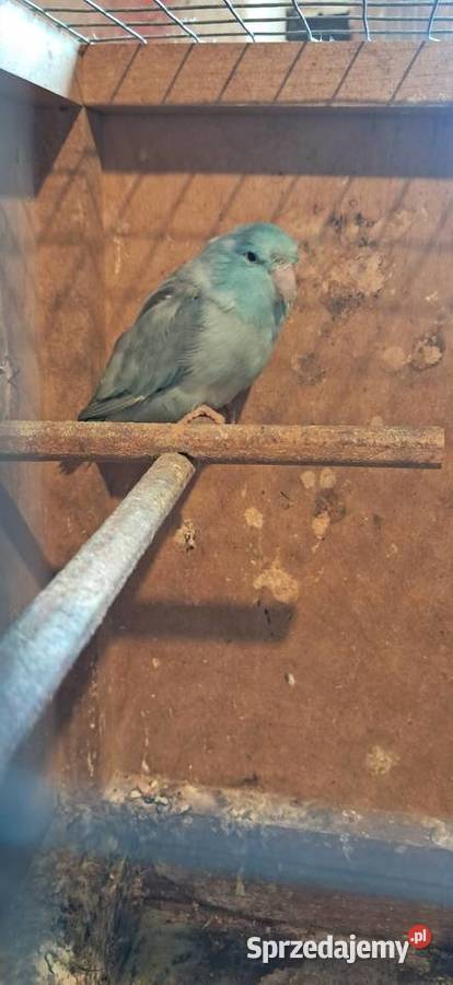 Wróbliczki samce Proszowice