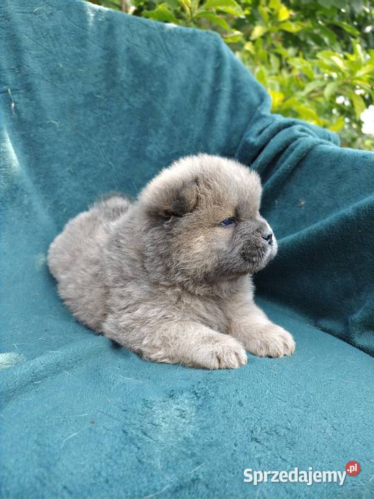 Wzorcowe Chow Chow Czał Czał doskonały exterrier rodzice FCI