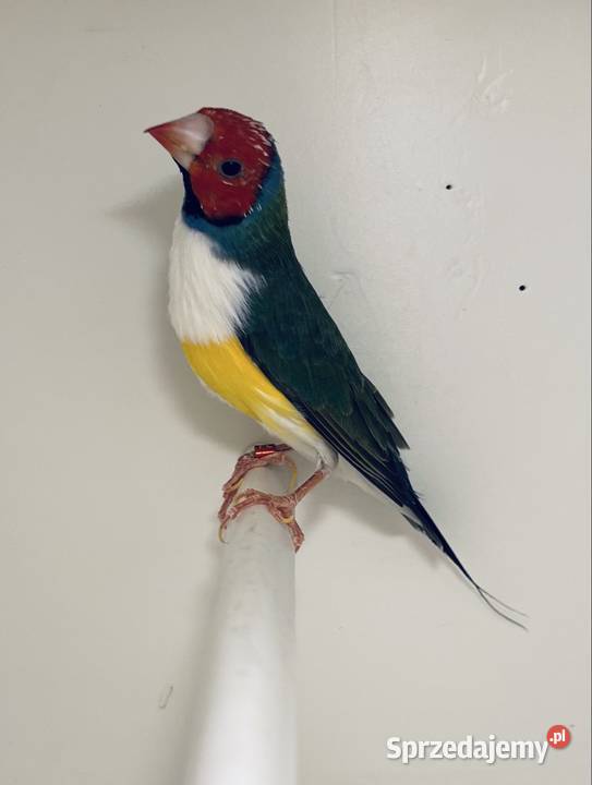 Amadyna wspaniała samiec 2024 r śląskie Ruda Śląska