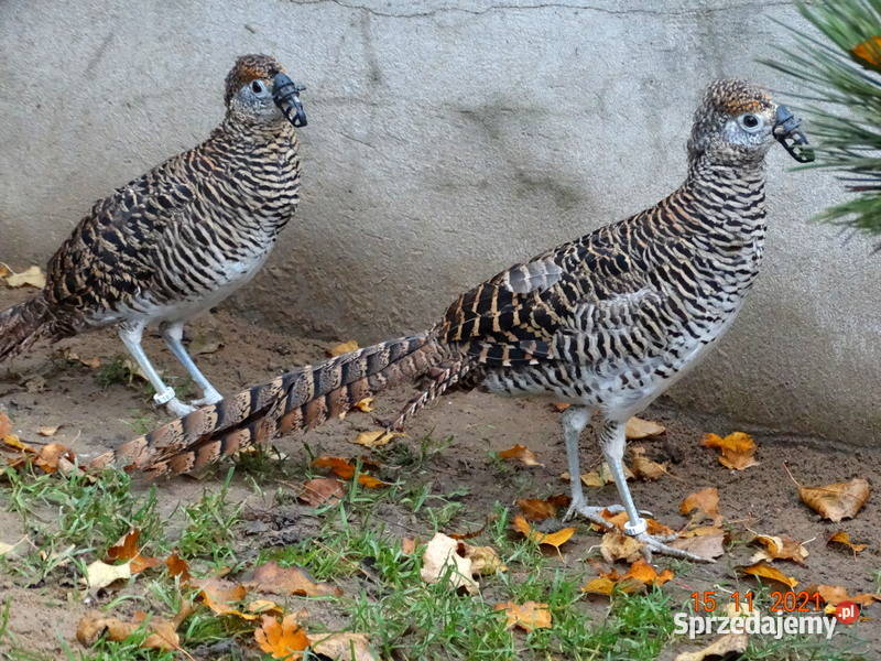 Sprzedam Bażant Bażanty Diamentowe z 2021r