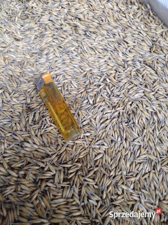 OWIES EKOlogiczny czyszczony Zahajki-Kolonia