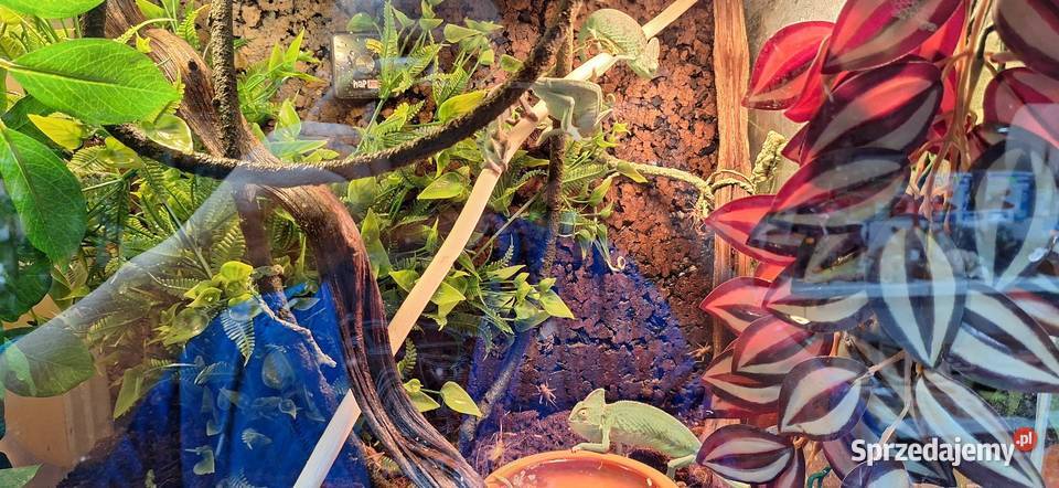 Kameleon jemeński samiec Wołomin