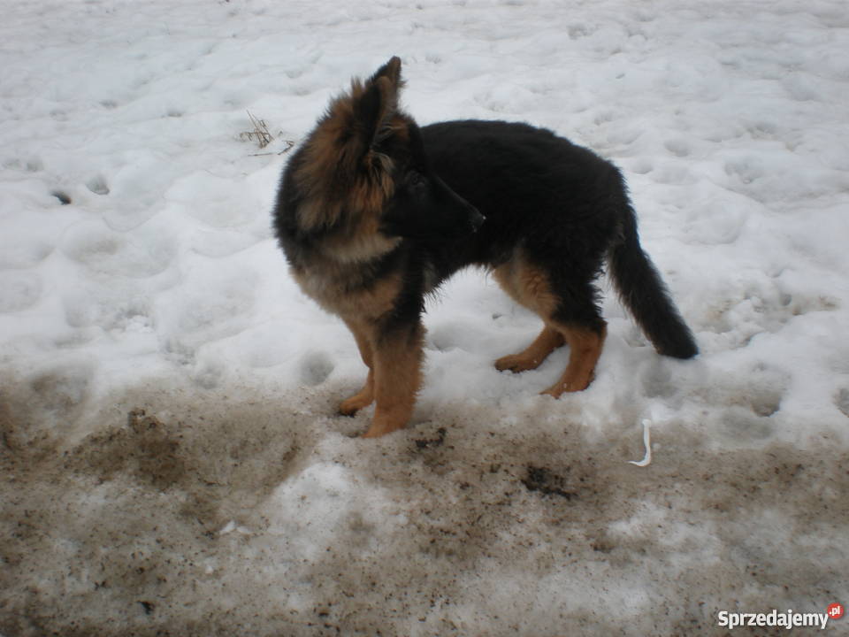 Piękny owczarek niemiecki 6 miesięcy Psy Chełm sprzedam