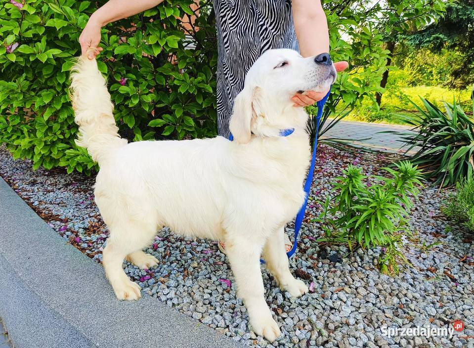 Camelot piękny samiec Golden Retriever PASZPORT wielkopolskie Dobieszczyzna