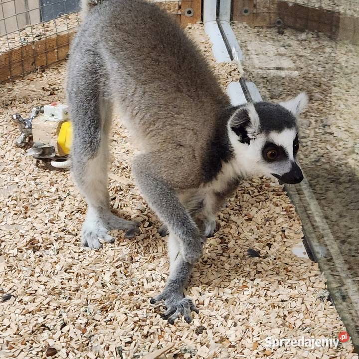 Lemur Katta młody 8 miesięcy dolnośląskie