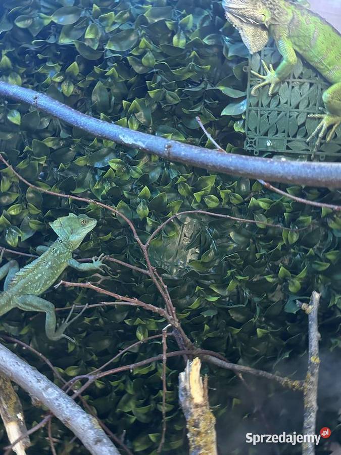 Oddam legwana zielonego i bazyliszka Wrocław