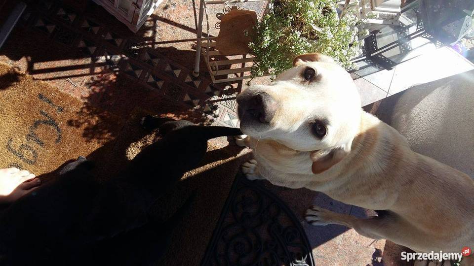 Oddam w ręce lablaorki Błaszki