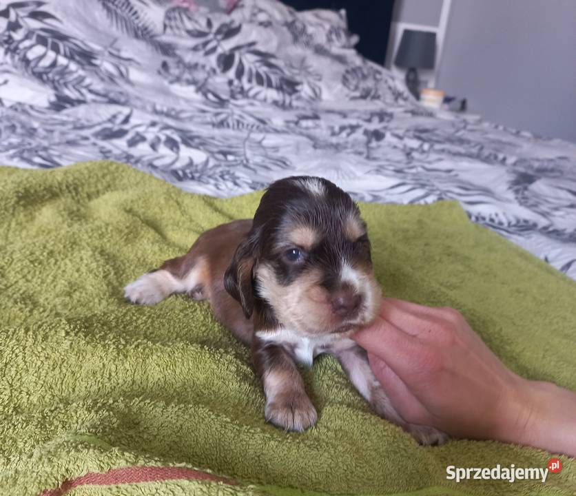 Cocker Spaniel Angielski Piesek