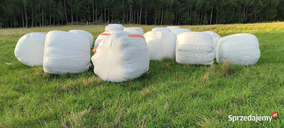 Sianokiszonka bele pomorskie Garcz sprzedam