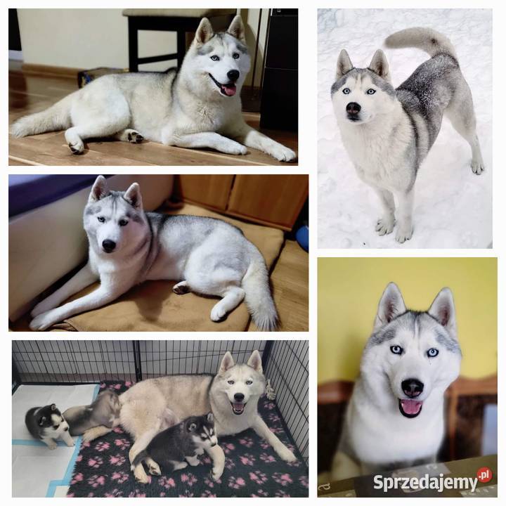 Szczeniak Siberian Husky piesek piesek zkwp fci Psy Mielec