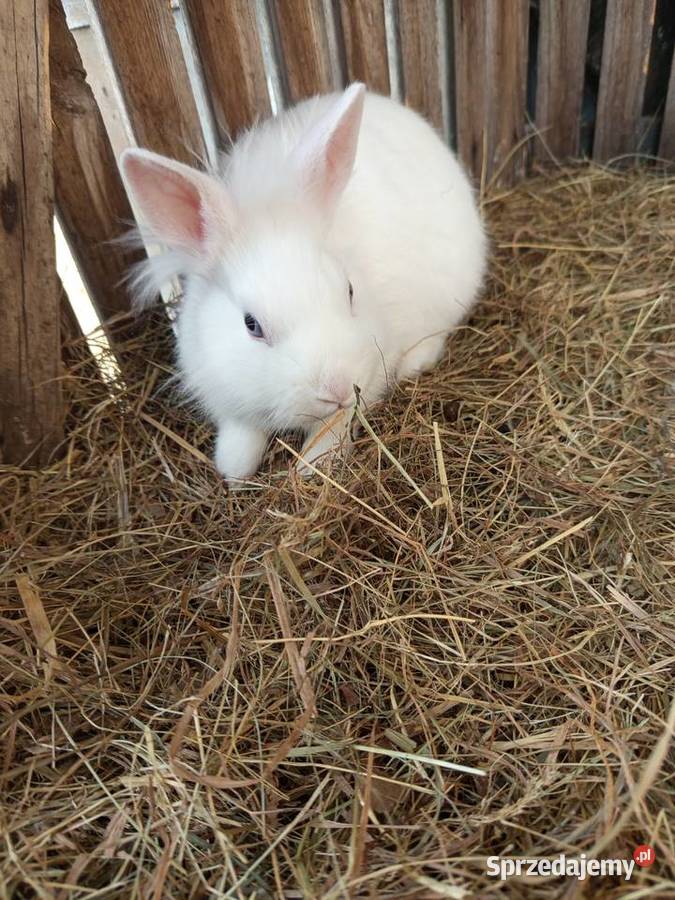 Sprzedam króliki samce miniaturki Koźminek