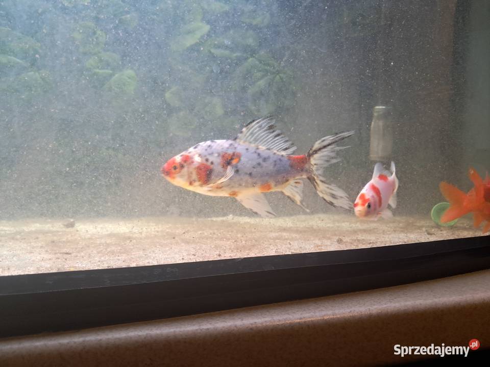 Karasie ozdobne oczko wodne staw skwarium Bożków