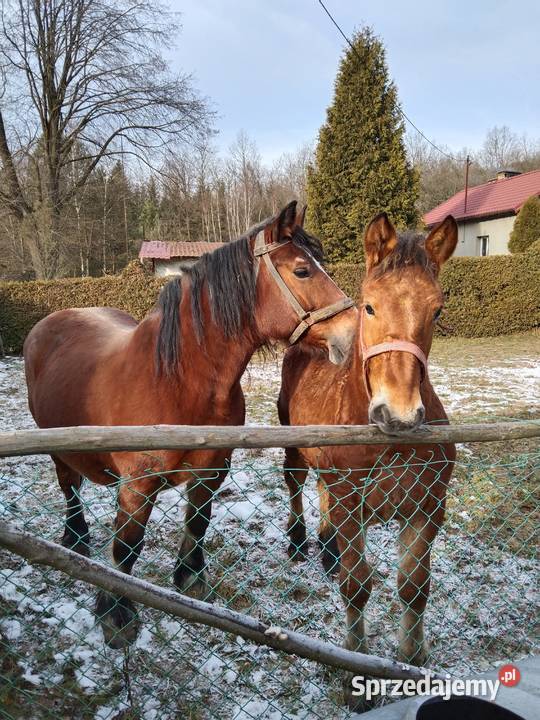 Sprzedam klacz zaźrebionąźrebaka Konie Gogołów