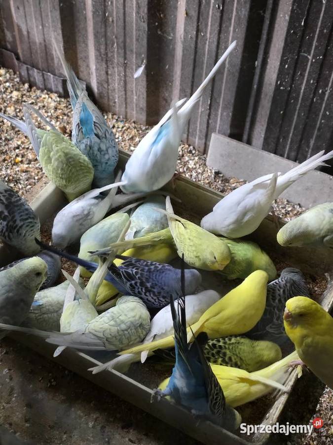 Papugi sprzedam Ptaki Proszowice