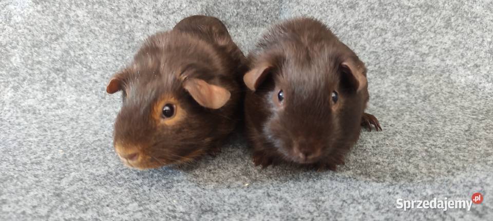 Świnka morska cavia self gładkowłosa US Teddy z Dąbrowa Górnicza