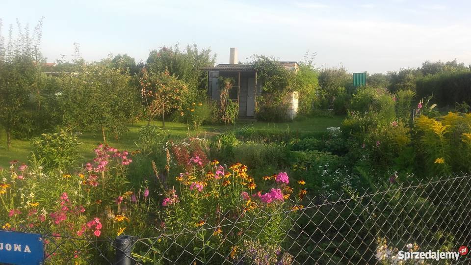 sprzedam działkę ogrodniczą Tczew CZyżykowo ROD rekreacyjna pomorskie sprzedam