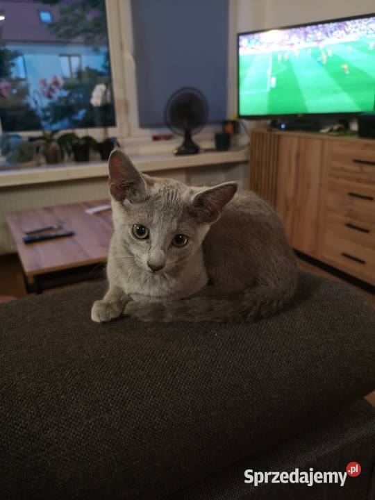 Kotka Rosyjska Niebieska